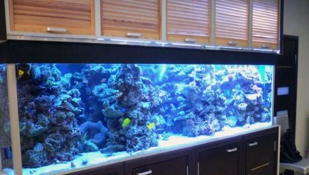 Акваріуми від 1000 літрів (21 фото): розміри. Вибір ламп. Які риби можуть жити у великих акваріумах?