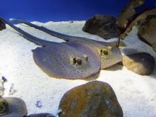 Акваріуми від 1000 літрів (21 фото): розміри. Вибір ламп. Які риби можуть жити у великих акваріумах?