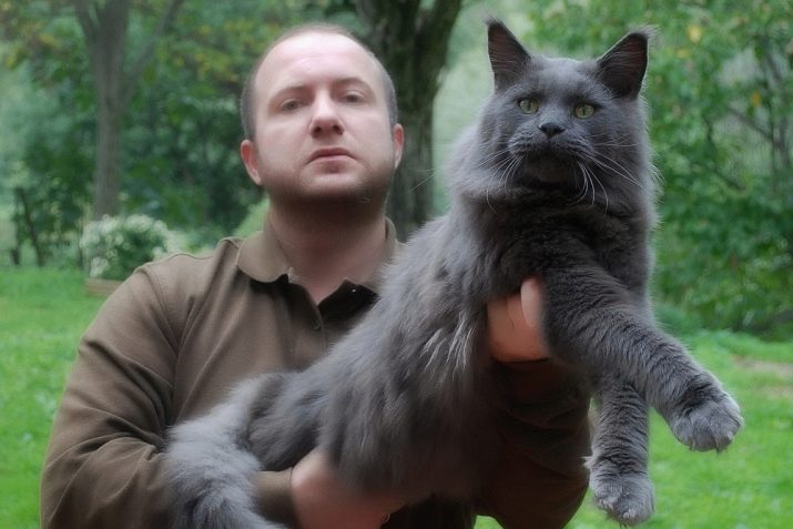 Димчастий мейн-кун (17 фото): опис кошенят чорного і сірого, білого і червоного кольорів
