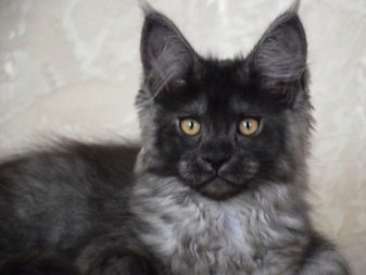 Димчастий мейн-кун (17 фото): опис кошенят чорного і сірого, білого і червоного кольорів