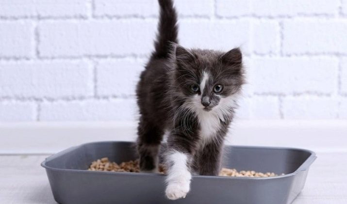 Кошеня їсть наповнювач: чому кішка є глину для туалету? Що робити, якщо кіт їсть всмоктуючий наповнювач з лотка?
