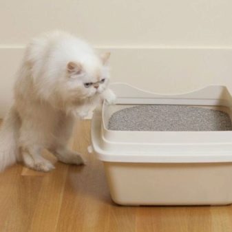 Кошеня їсть наповнювач: чому кішка є глину для туалету? Що робити, якщо кіт їсть всмоктуючий наповнювач з лотка?