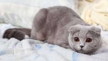 Сірий кіт шотландський (17 фото): як назвати кішку сірого кольору? Опис кошенят, правила догляду