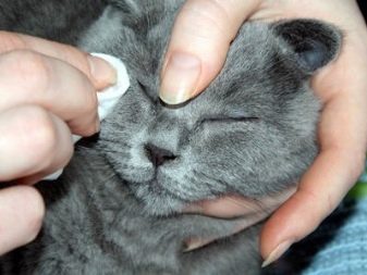 Сірий кіт шотландський (17 фото): як назвати кішку сірого кольору? Опис кошенят, правила догляду