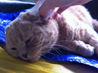 Сірий кіт шотландський (17 фото): як назвати кішку сірого кольору? Опис кошенят, правила догляду