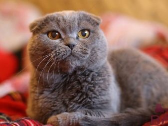 Сірий кіт шотландський (17 фото): як назвати кішку сірого кольору? Опис кошенят, правила догляду