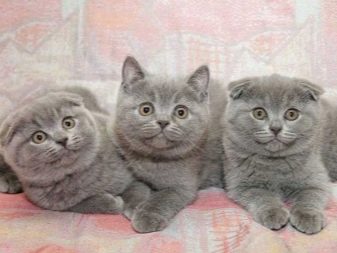 Сірий кіт шотландський (17 фото): як назвати кішку сірого кольору? Опис кошенят, правила догляду
