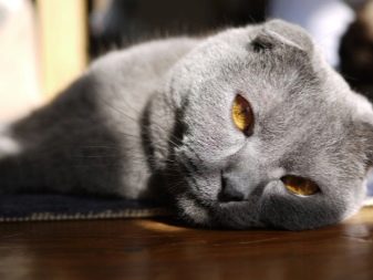 Сірий кіт шотландський (17 фото): як назвати кішку сірого кольору? Опис кошенят, правила догляду