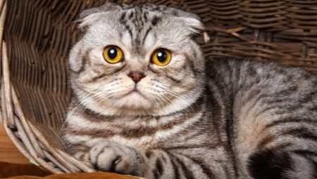 Шотландські мармурові коти (16 фото): особливості забарвлення, опис породи та характеру, тонкощі догляду за дорослими котами та кошенятами