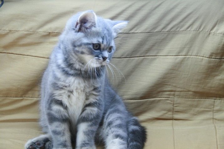 Шотландські мармурові коти (16 фото): особливості забарвлення, опис породи та характеру, тонкощі догляду за дорослими котами та кошенятами