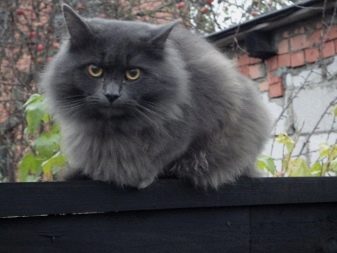Сибірська кішка сірого забарвлення (17 фото): особливості забарвлення, характеристика породи та особливості догляду